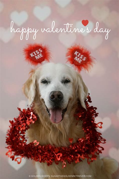 Find images of happy valentines day. Happy Valentine's Day - Golden Woofs
