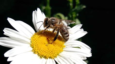 Dzień pszczoły w śląskim ogrodzie zoologicznym wideo. DZIEŃ PSZCZÓŁ - Pszczoły i my...