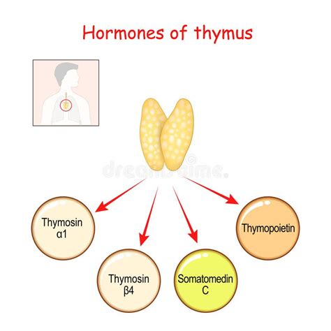 hormonas producidas por la glándula del timo ilustración del vector ilustración de hormona