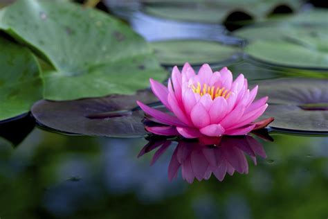 We did not find results for: Lotus Flower Meaning and Significance All Over the World