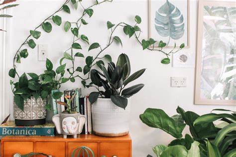 5 Unkillable Plants You Need In Your Home The Good Guide