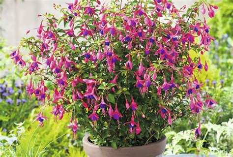 3 Of The Best Perennials For Containers