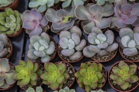 Dolphin Succulents Are Hailed As The Cutest Plants In The World