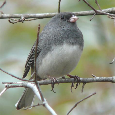 Feedthebirds 1 Small Gray Bird With White Belly
