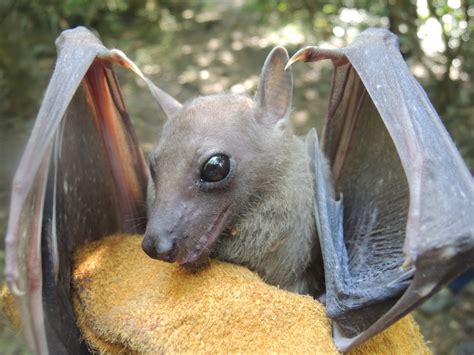 Bat Disease Ecology Fayetteville Disease Ecology Lab