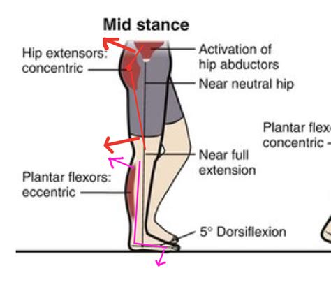 What Muscle Prevents Knee Hyperextension Quora