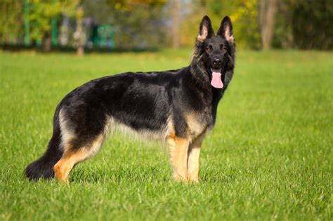 German Shepherd Dog Breed Information Buying Advice