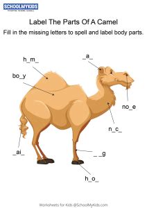 labeling  parts   camel camel body parts fill   blanks