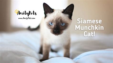 Siamese Munchkin Cat What Is A Munchkin Cat And How Much Do They Cost