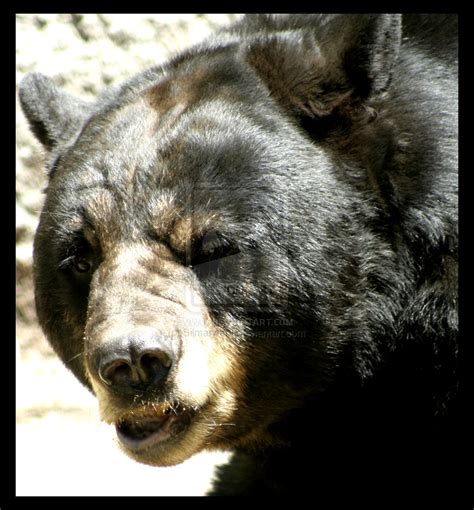 Funny Black Bear Face Funny Animal