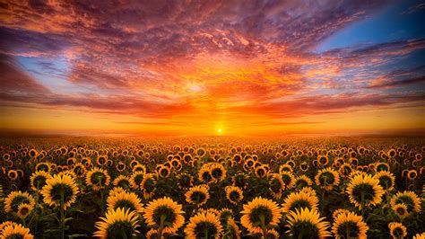 Sunset Red Sky Cloud Field With Sunflower Hd Desktop