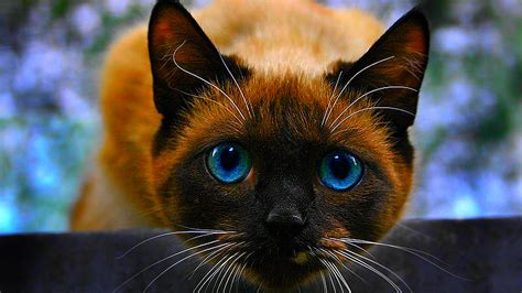 Balinese Cat High Definition Wallpaper 19770 Baltana