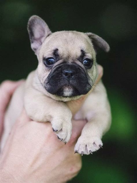 We focus on health, socialization and blue french bulldog puppies. French bulldog puppies for sale near me