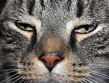 Distemper is caused by contact with infected salvia, nasal discharge, blood the virus does not pass between cats and dogs and cannot infect humans. Feline Panleukopenia (Distemper) - Dangerous and ...