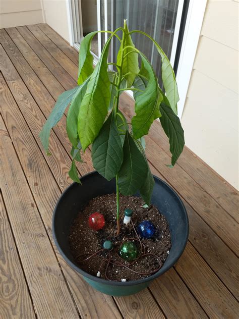 Avocado Plant Wilting Plants