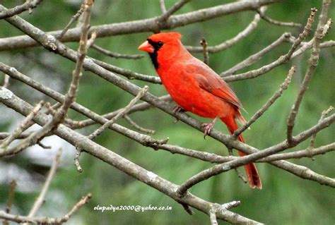 Dsc02841 Northern Cardinal Cardinalis Cardinalis Male Flickr