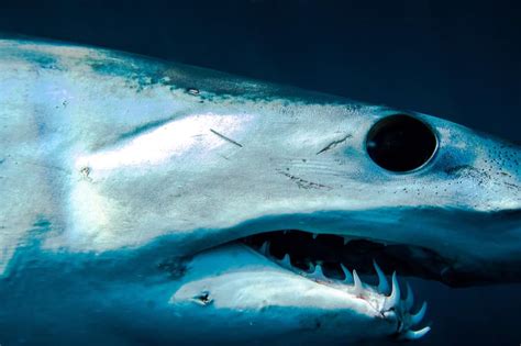 Get To Know The Mako Shark Baja Shark Experience