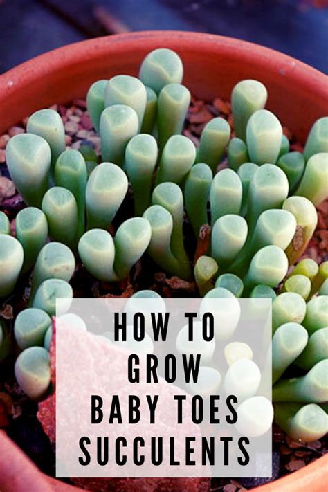 How To Care For Baby Toes Succulent Fenestraria Rhopalophylla Plant