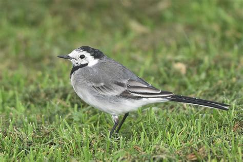 White Wagtail By Andy Hood Birdguides
