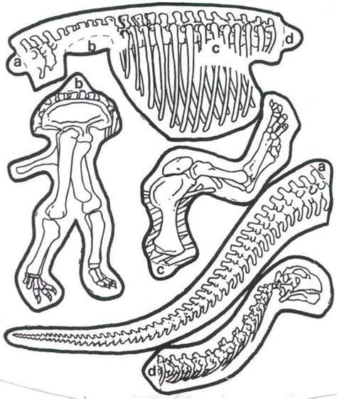 Free Printable Dinosaur Skeleton Template Printable Templates