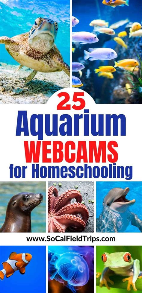 25 Live Aquarium Webcams For Homeschooling Socal Field Trips