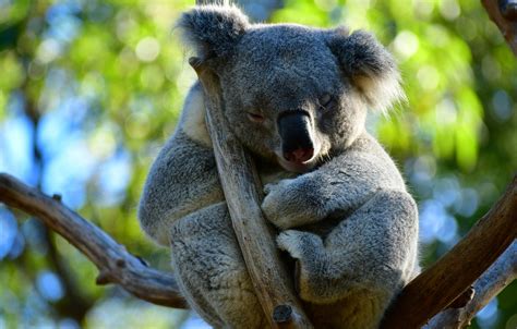 Wallpaper Leaves Branches Pose Tree Sleep Sleeping Koala Closed