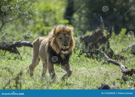 African Lion In Kruger National Park South Africa Stock Image Image