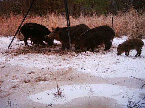Wild Hog Guided Hunts Four Oaks Wild Boar Outfitters Johnston County
