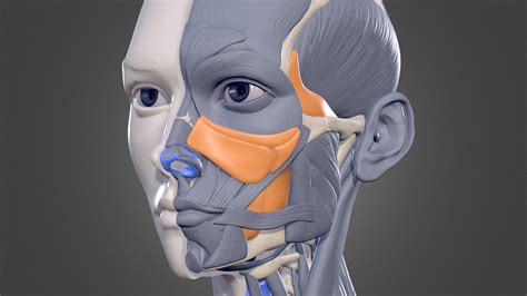 Female Bust Human Anatomy Study 3d Model By Hossam Hossamahmed
