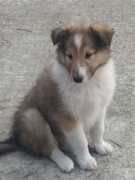 Rough Collie Pup Lassie In Dungannon County Tyrone Gumtree