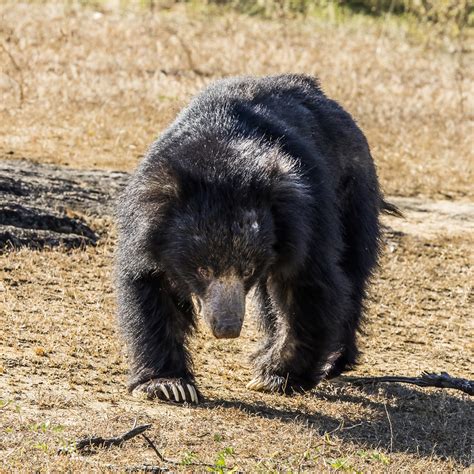 Sri Lankan Sloth Bear Melursus Ursinus Inornatus Male 5 Flickr