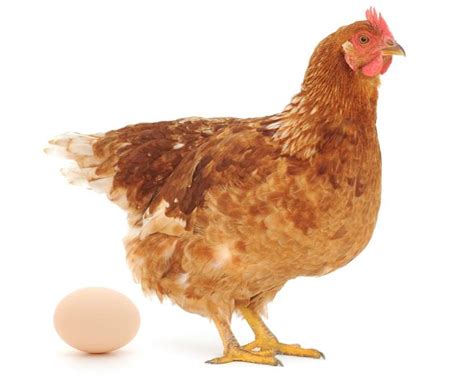 A chicken and egg situation , sometimes rendered as a chicken and egg problem , is an idiom with roots in ancient times. Avian Flu: Which Is Hit Worse — the Chicken or the Egg ...