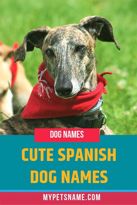 There are many reasons to consider a spanish dog name for your puppy. Cute Spanish Dog Names | Dog names, Cute pet names, Dogs