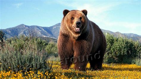 The Most Beautiful Bears 13 Photos Of Bears