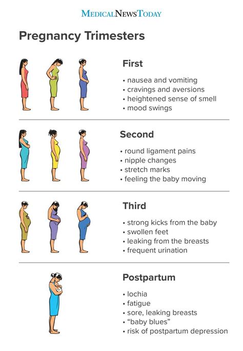 Pregnancy Trimester Infographic Pregnancy Stages Pregnancy Timeline