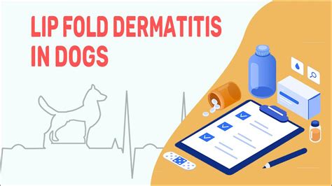 Lip Fold Dermatitis In Dogs My Pets Routine