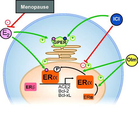 Estrogen Independent Activation Of Estrogen Receptors Hypertension