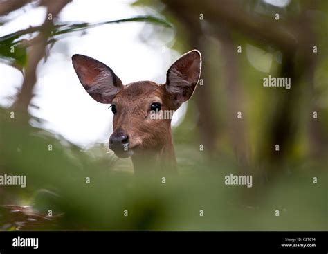 A Spotted Deer In The Royal Chitwan National Park In Nepal Stock Photo