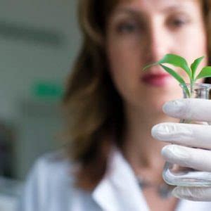 European Commission Decides Against Patents On Plants V O Patents