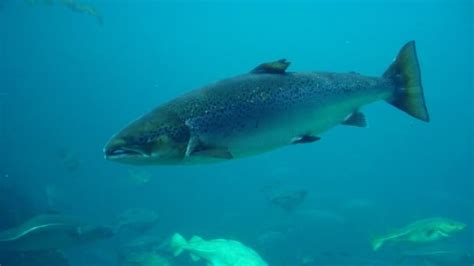 Worlds Biggest Salmon Company Arrives In Bay Of Fundy Cbc News