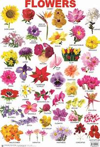 Http Kinderkraftz Com Images 37 Flower Jpg Indian Flower Names All