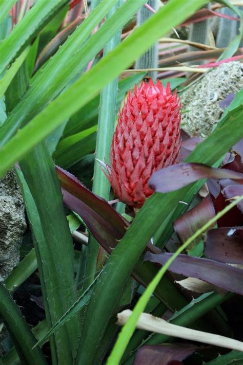 Red Pineapple Ananas Comosus Var Bracteatus