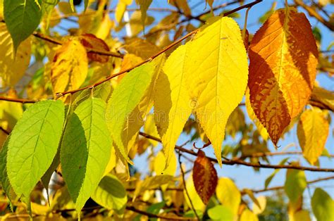 Take a closer look and you'll find variation in color, shape, size, and more. Autumn Yellowed Leaves Of Bird Cherry Tree, Autumn Sunny ...