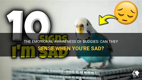 The Emotional Awareness Of Budgies Can They Sense When Youre Sad