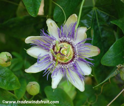 Banana Passion Fruit Passiflora Mollissima Seeds