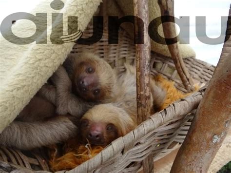 Oh My Cuddle Puddle Sloth Baby Sloth Cuddling