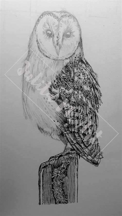 Barn Owl Drawing Process From Pencil Sketch To Final Effect With Fineliners Bird Illustration