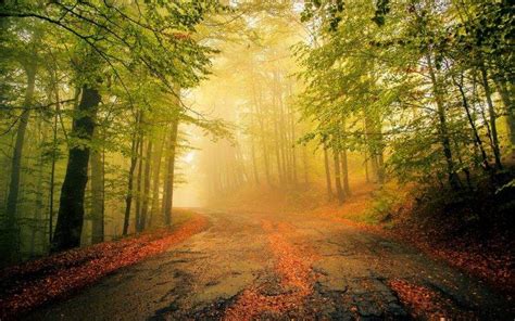 Nature Landscape Mist Old Road Leaves Forest