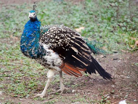 Female Peacock Rpeacocks