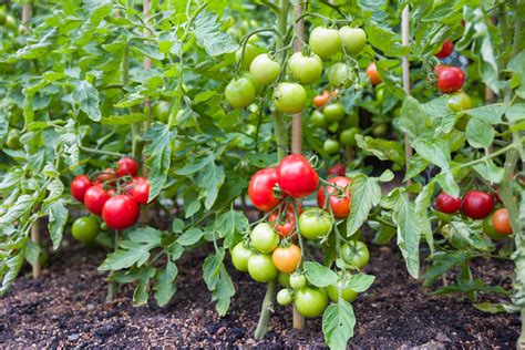 Is There Anything More Difficult Than Growing A Fruitful Tomato Plant